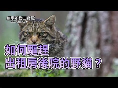 如何趕走野貓|【如何驅趕野貓】野貓佔領地盤讓你困擾嗎？教你3招。